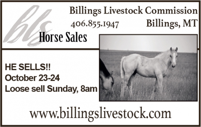 Find Your Next Horse Here   , Billings Livestock Commission, Billings, MT