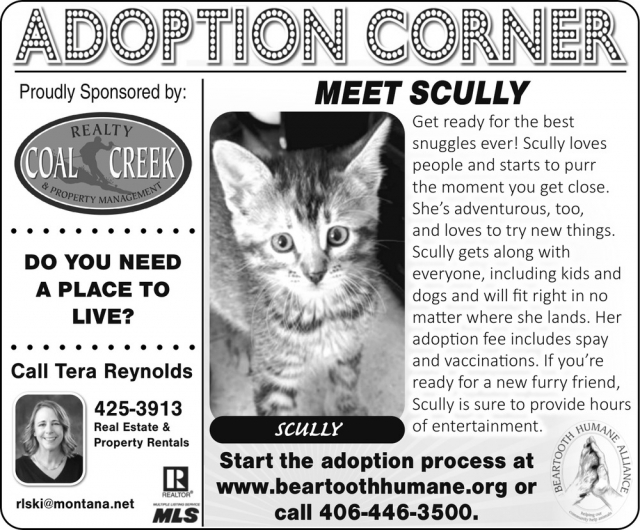 Meet Scully, Ready to Adopt, Beartooth Humane Alliance, Red Lodge, MT