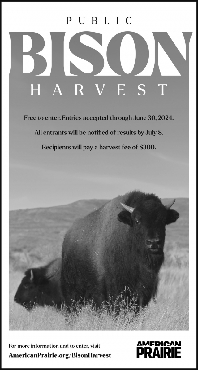 Public Bison Harvest, American Prairie, Lewistown, MT