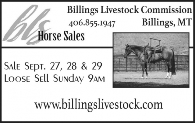 Horse Sales, Billings Livestock Commission, Billings, MT