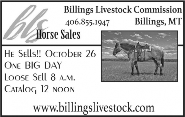 Horse Sales, Billings Livestock Commission, Billings, MT