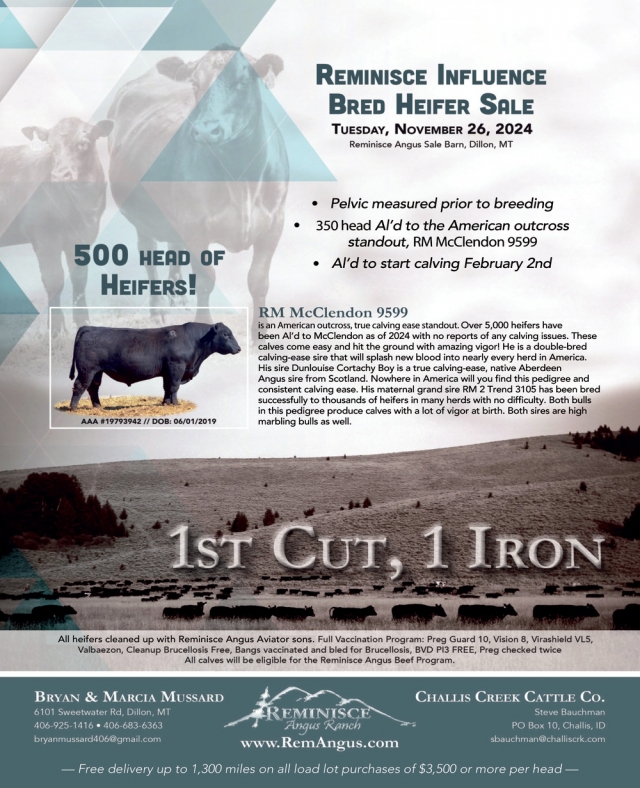 Angus Sale, Reminisce Influence Bred Heifer Sale (November 26, 2024)