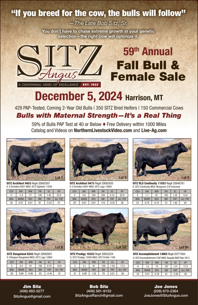 Bulls with Maternal Strength, Sitz Angus Ranch