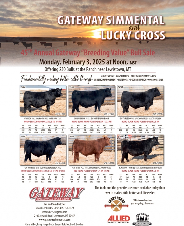 45th Annual Gateway Breding Value Bull Sale, Gateway Simmental & Lucky Cross