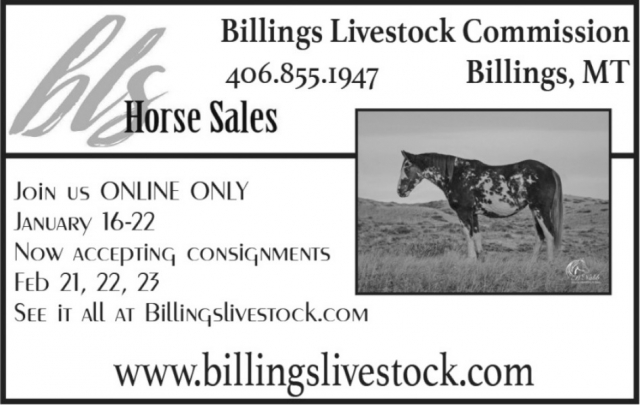 Horse Sales, Billings Livestock Commission, Billings, MT