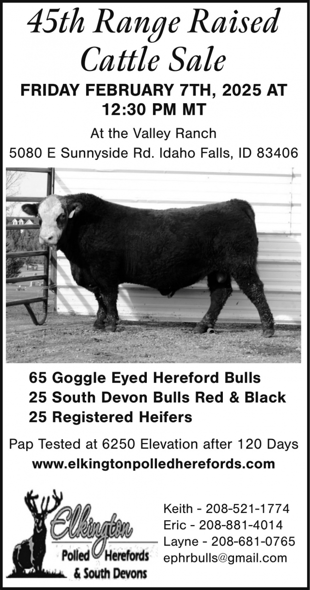 45th Range Raised Cattle Sale, Elkington Polled Herefords & South Devons