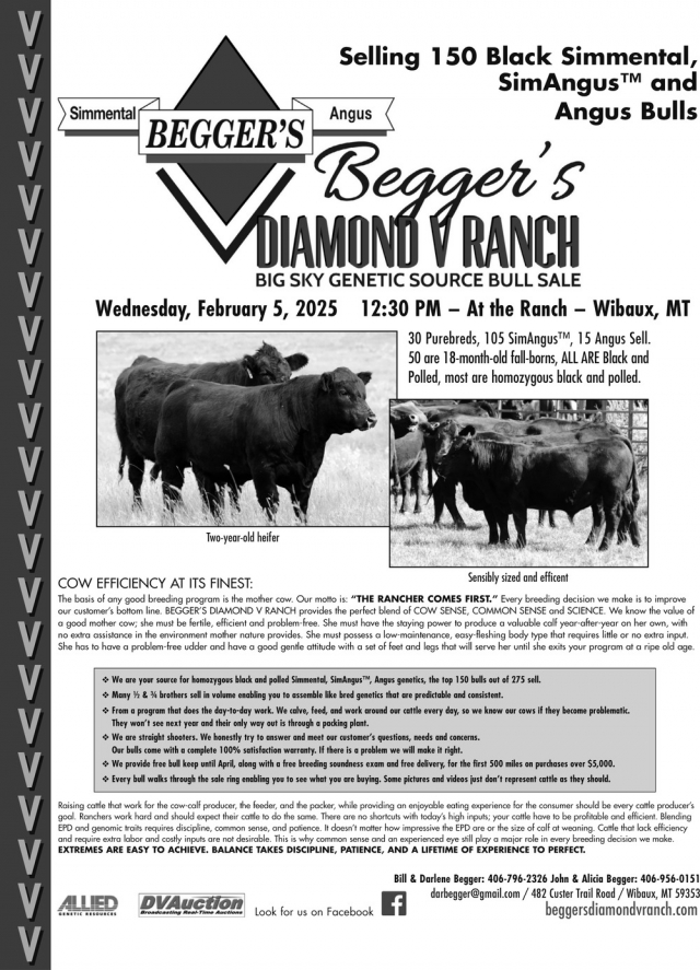 Selling 150 Black Simmental, SimAngus and Angus Bulls, Begger's Auction