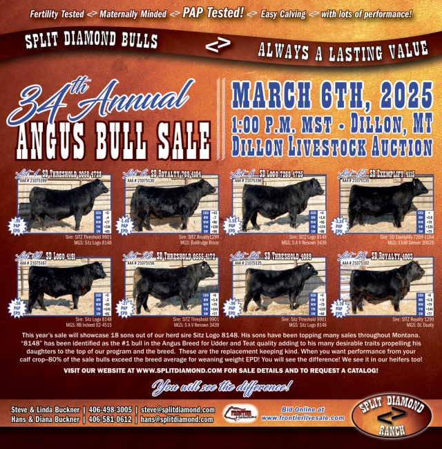 34th Annual Angus Bull Sale, Split Diamond Ranch