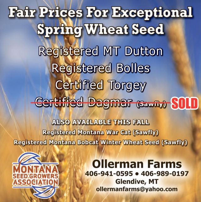 Fair Prices for Exceptional Spring Wheat Seed, Ollerman Farms