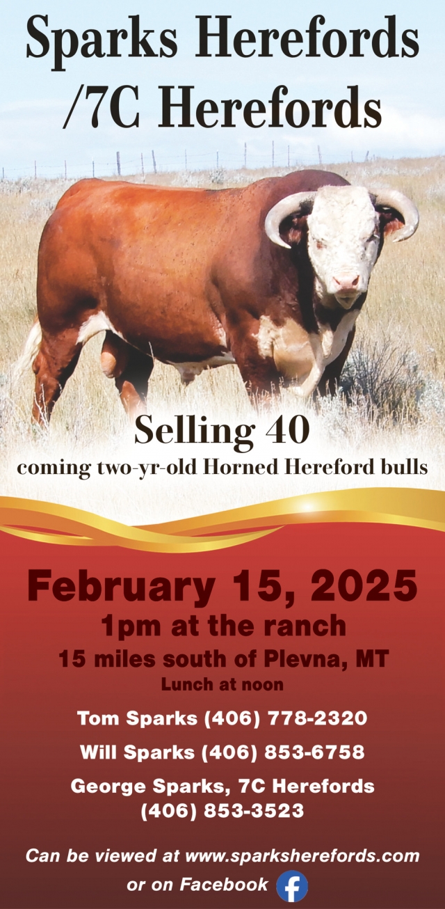 Selling 40 Coming Tow-Yr-Old Horned Hereford Bulls, Sparks Herefords