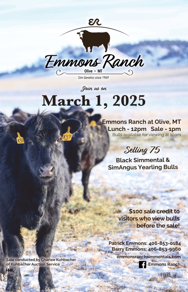 Selling 75 Black Simmental & SimAngus Yearling Bulls, Emmons Ranch