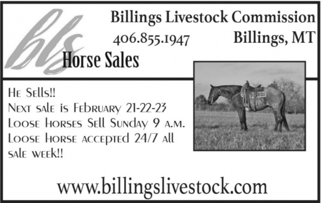 Horse Sales, Billings Livestock Commission, Billings, MT