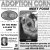 Adoption Corner