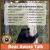 Learn to Handle Bear Encounters