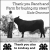 Thank You, Steer Buyer!