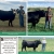 Celebrating Local 4-H Youth Feature