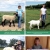 Celebrating Local 4-H Youth Feature 