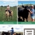 Celebrating Local 4-H Youth  