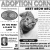 Adopt A Loving Cat Today