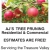 Residential & Commercial Tree Pruning