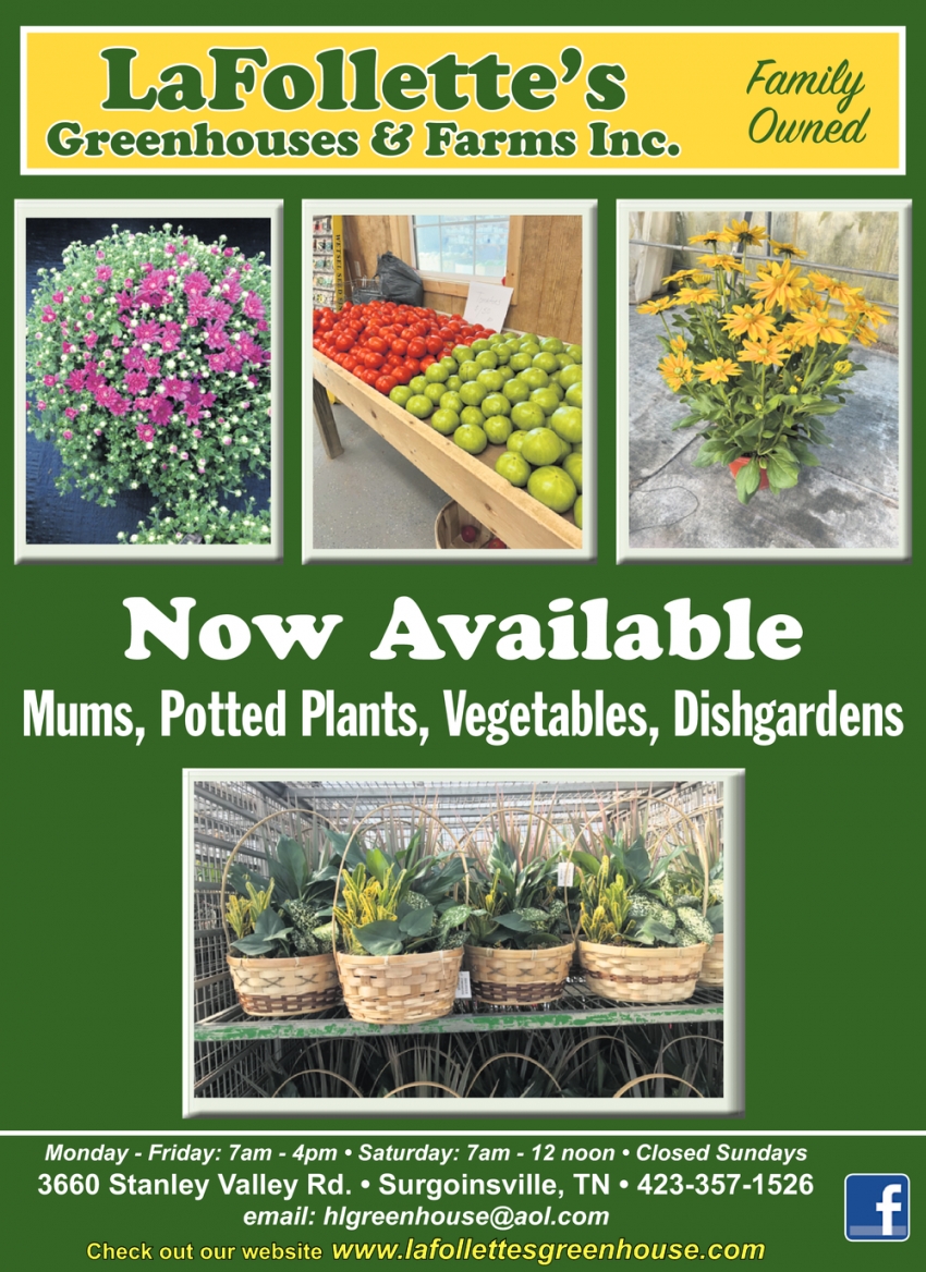Now Available Mums
