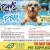 Paws in The Pool