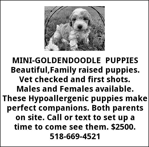 Mini Goldendoodles Puppies 