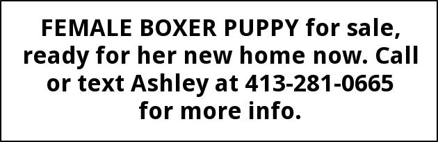 Female Boxer Puppy