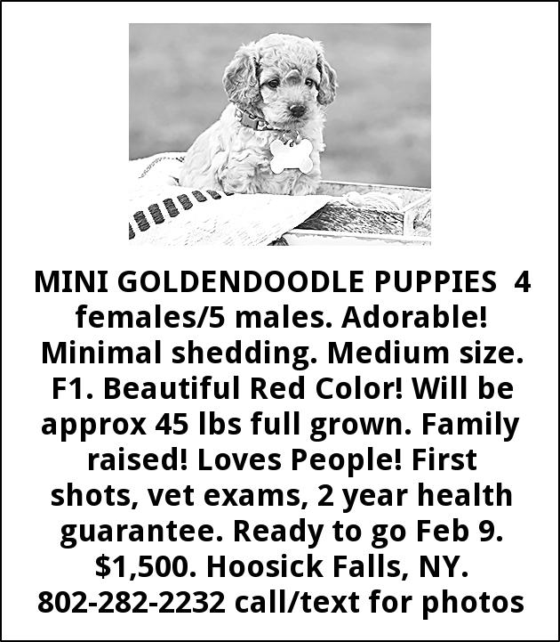 Mini Goldendoodle Puppies