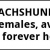Dacshgound Purebred Puppies