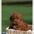 5 Apricot Mini Goldendoodles