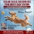Your Dog Deserves the Best Day Ever