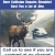 Deer Collision Repairs Shouldn't Cost You a Lot od Doe