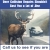 Deer Collision Repairs Shouldn't Cost You a Lot of Doe