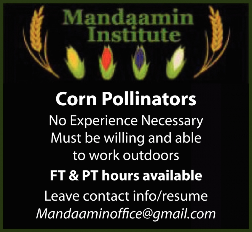Corn Pollinators