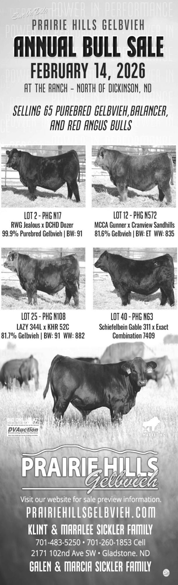 Annual Bull Sale, Prairie Hills Gelbvieh, Gladstone, ND