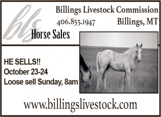 Find Your Next Horse Here, Billings Livestock Commission, Billings, MT